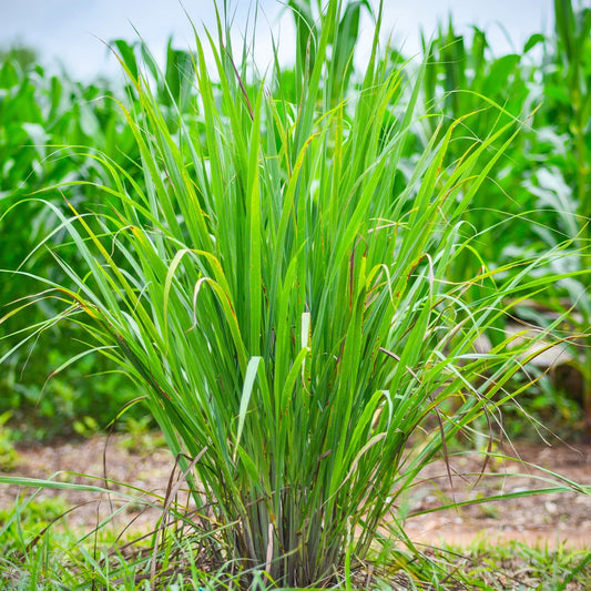 Gaufrette Citronnelle